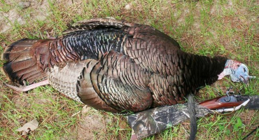 Jak porazit krůtu doma?